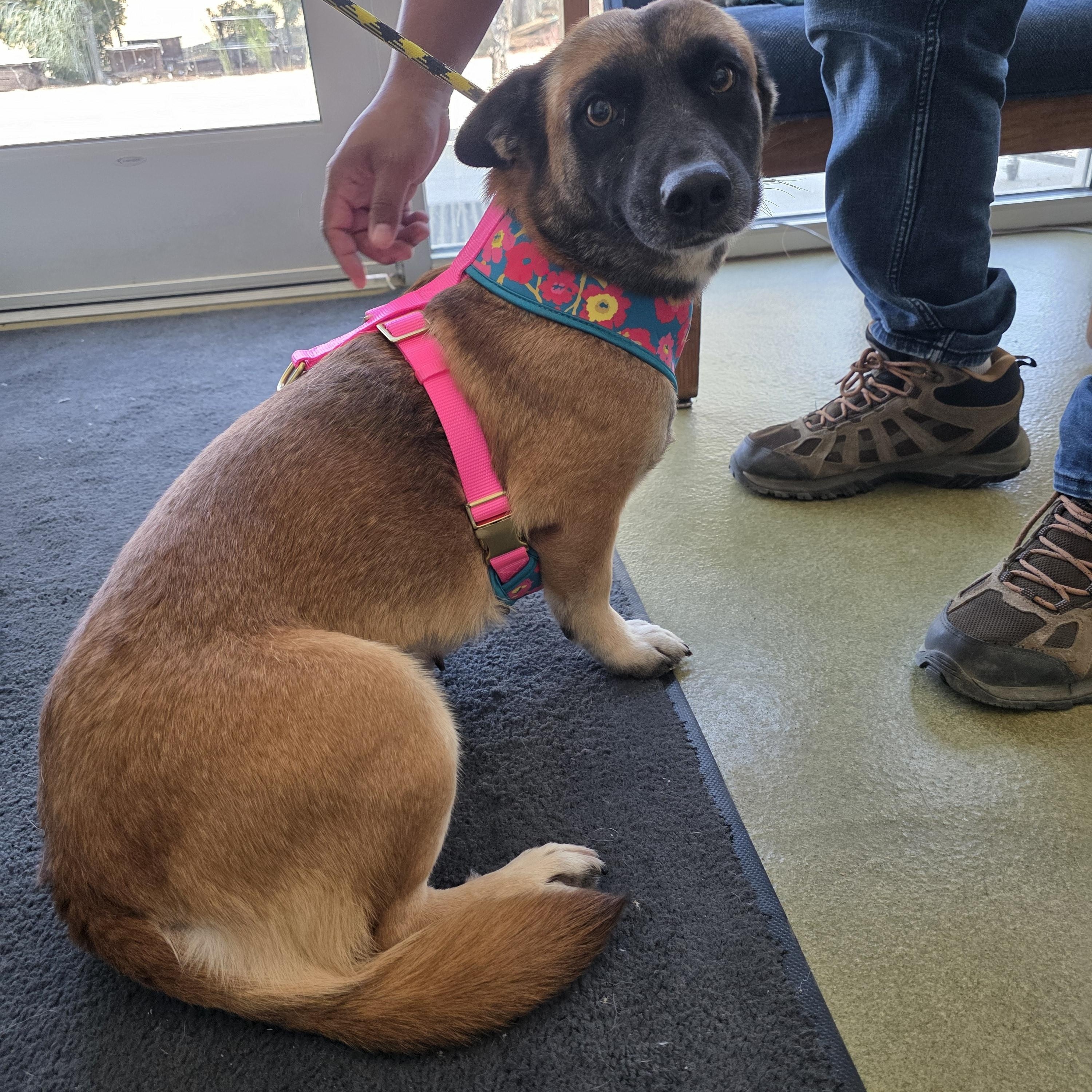 Enlarge Tallulah, a Adopted mixed breed in Santa Clara, CA image 2/4