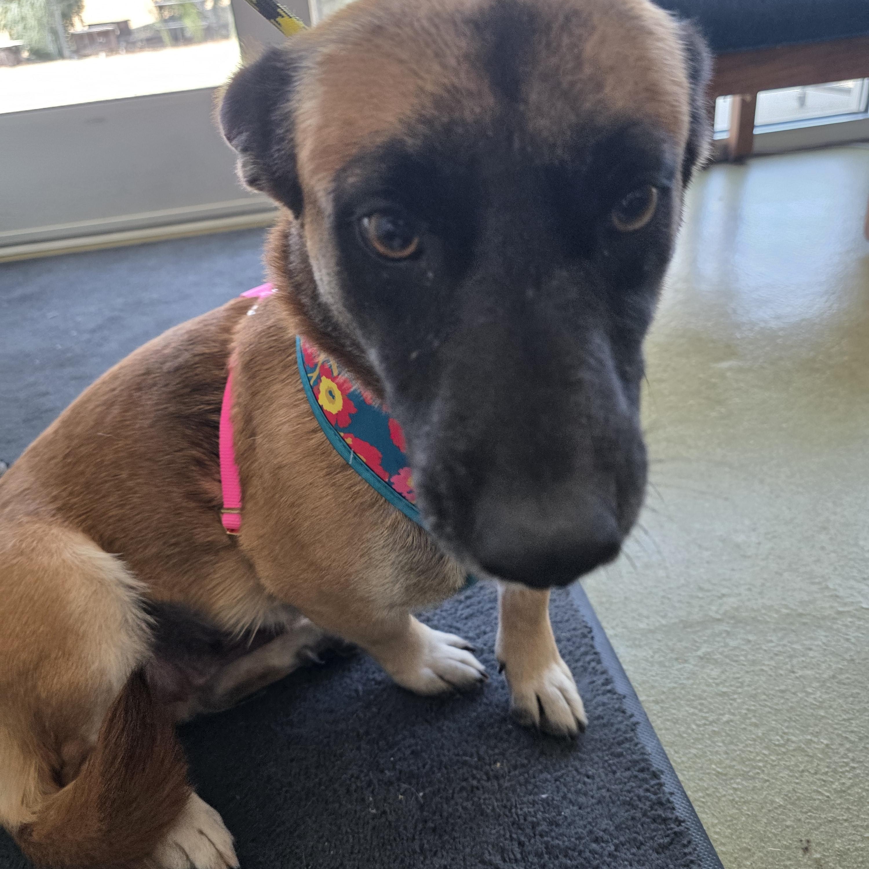 Enlarge Tallulah, a Adopted mixed breed in Santa Clara, CA image 4/4