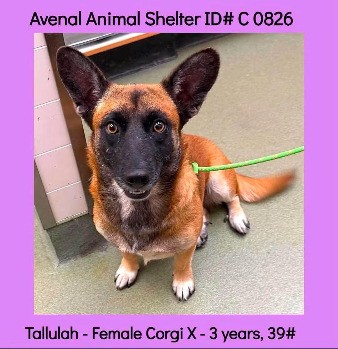 Tallulah, Adopted, Adult Female Corgi & German Shepherd Dog.