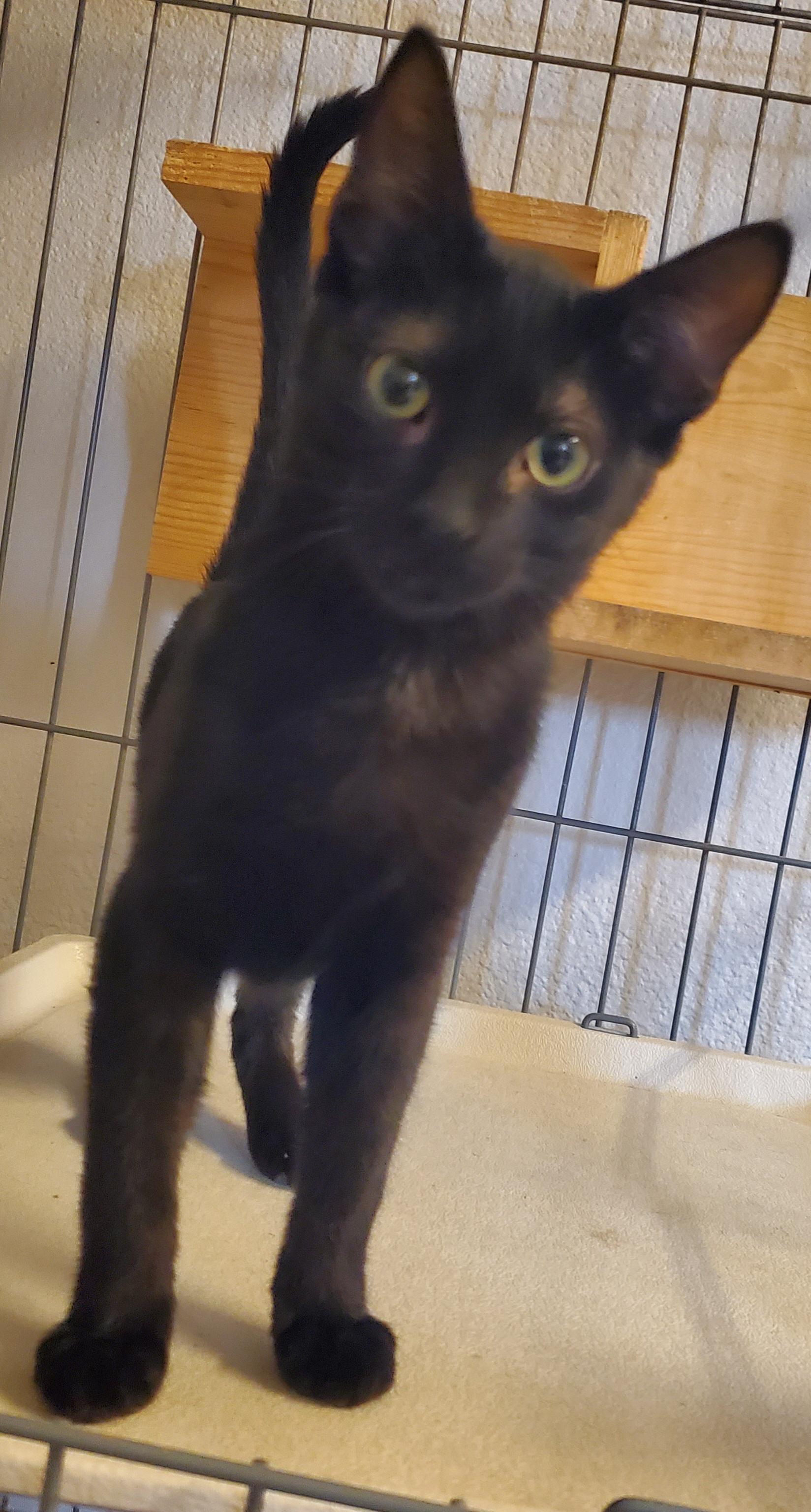 Winnie, Adopted, Kitten Female Domestic Short Hair.