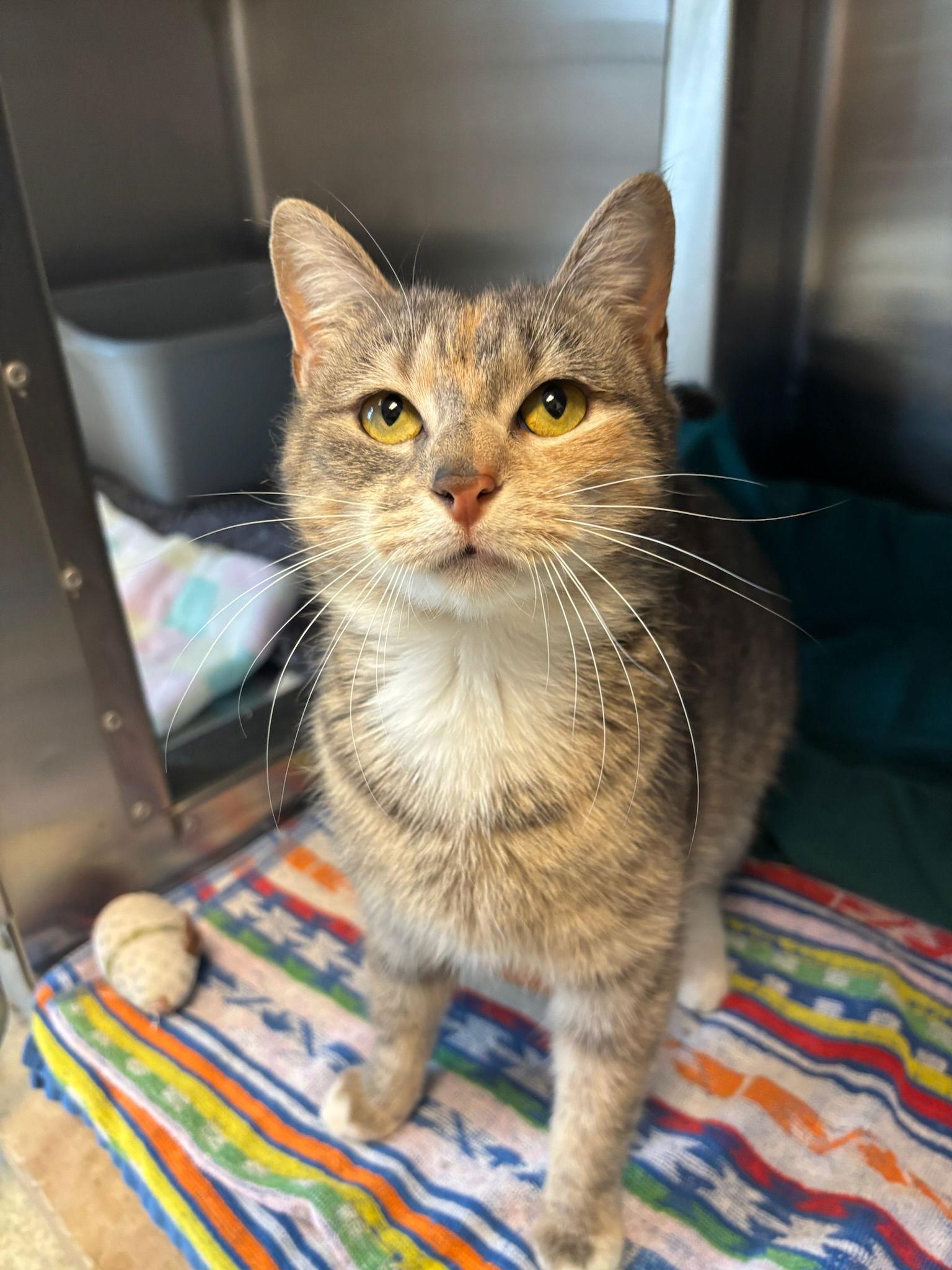 Poppy, Adoptable, Young Female Dilute Tortoiseshell.