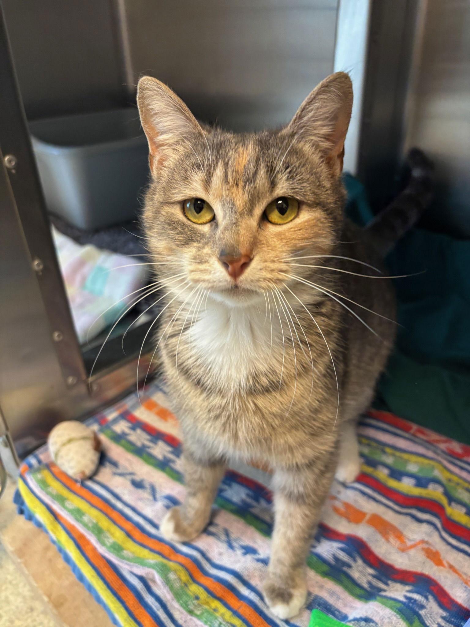Enlarge Poppy, a Adoptable Dilute Tortoiseshell in Hopewell, VA image 2/3