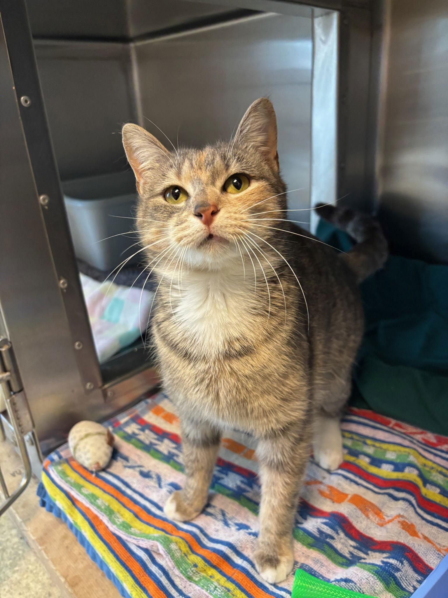Enlarge Poppy, a Adoptable Dilute Tortoiseshell in Hopewell, VA image 3/3