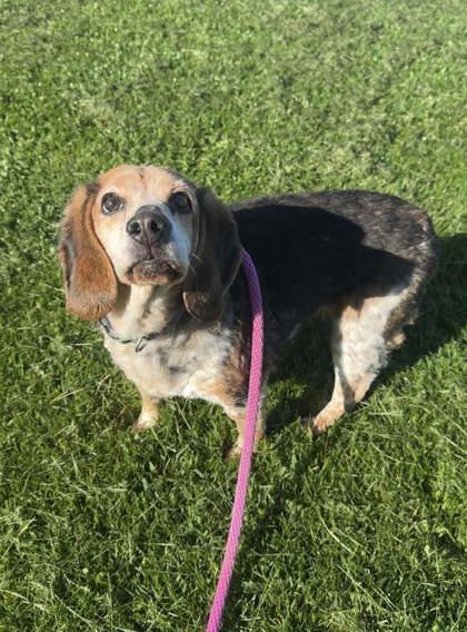 Enlarge Riley, an adopted Beagle in Danville, PA image 1/1