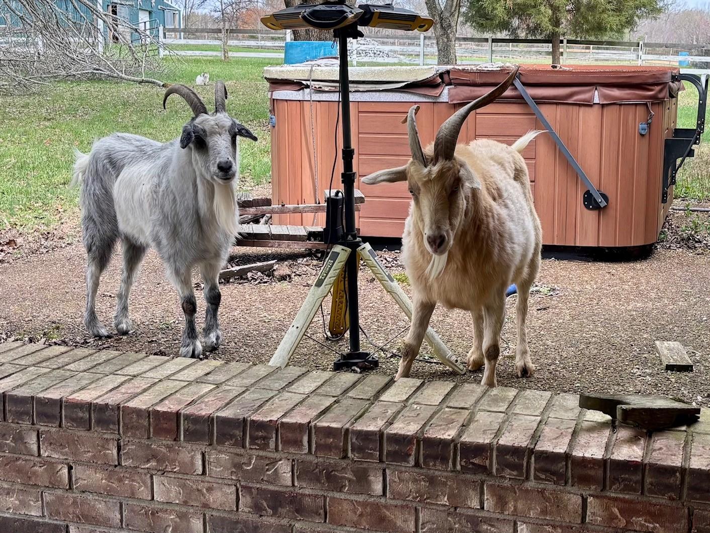 Enlarge Hewey & Dewey, a ADOPTABLE Myotonic / Fainting in Nashville, TN image 2/3