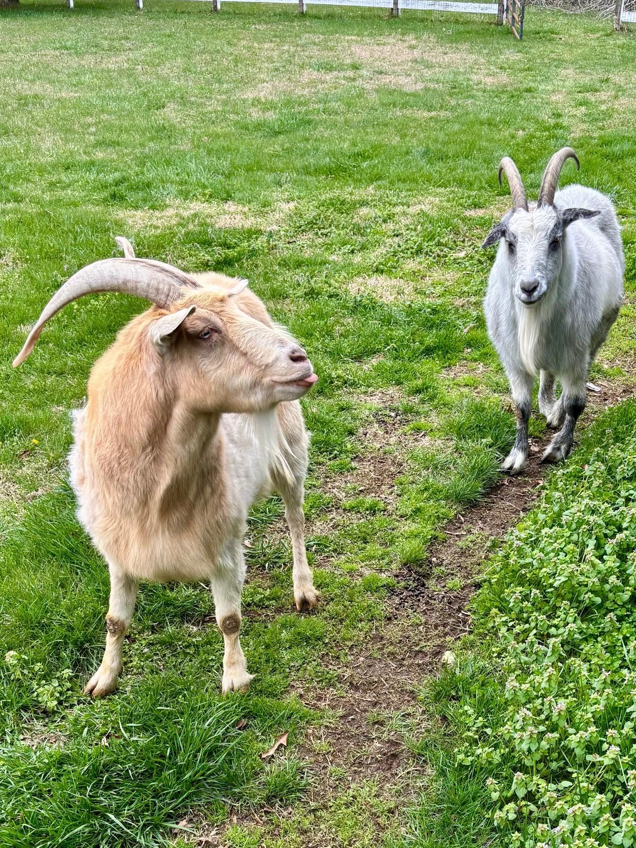 Enlarge Hewey & Dewey, a ADOPTABLE Myotonic / Fainting in Nashville, TN image 3/3