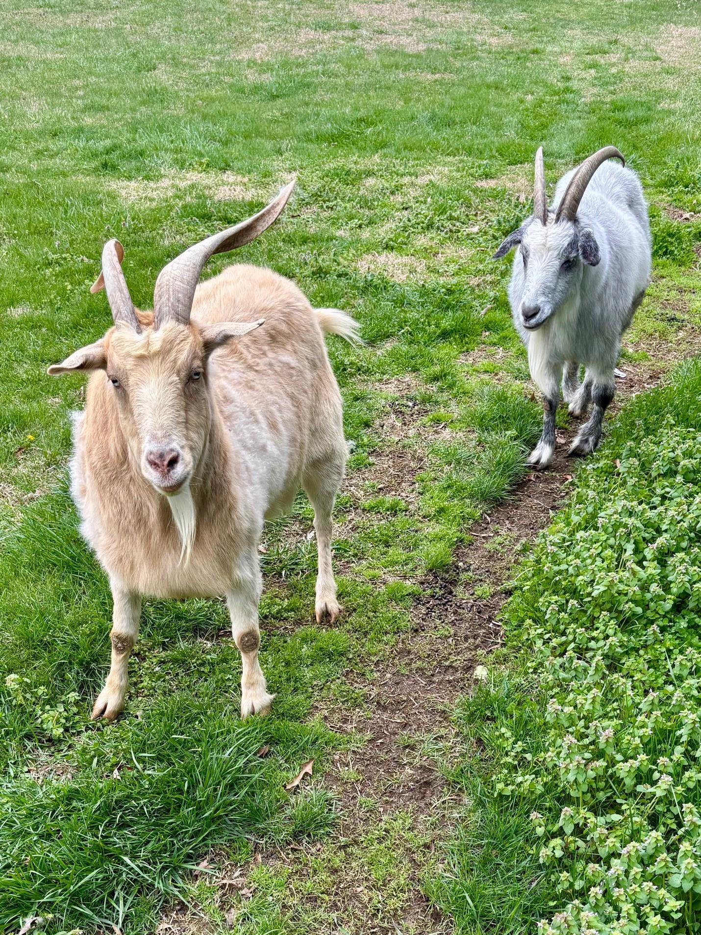 Enlarge Hewey & Dewey, a ADOPTABLE Myotonic / Fainting in Nashville, TN image 1/3