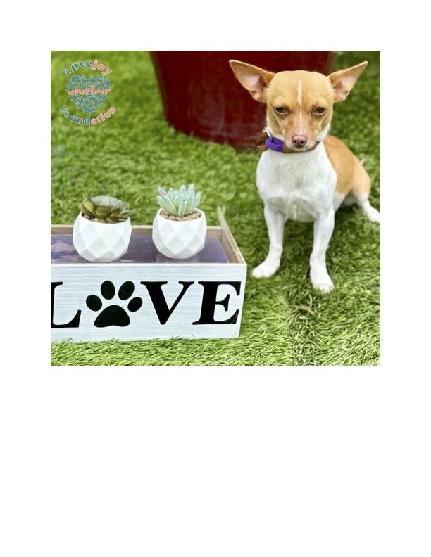 Wilma COH Terrier Dog
