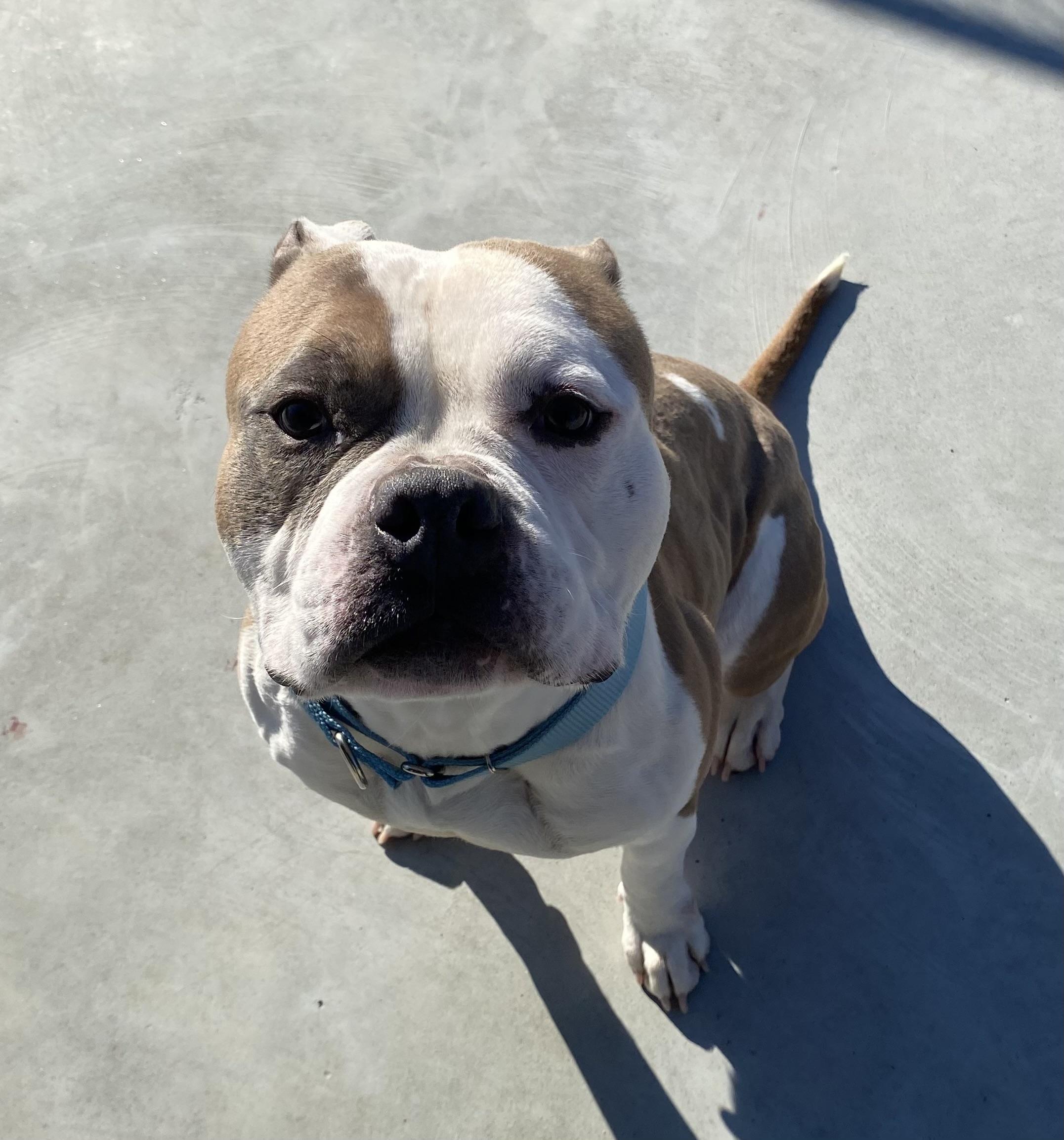 Milly, a ADOPTABLE mixed breed in North Attleboro, MA image 3/3