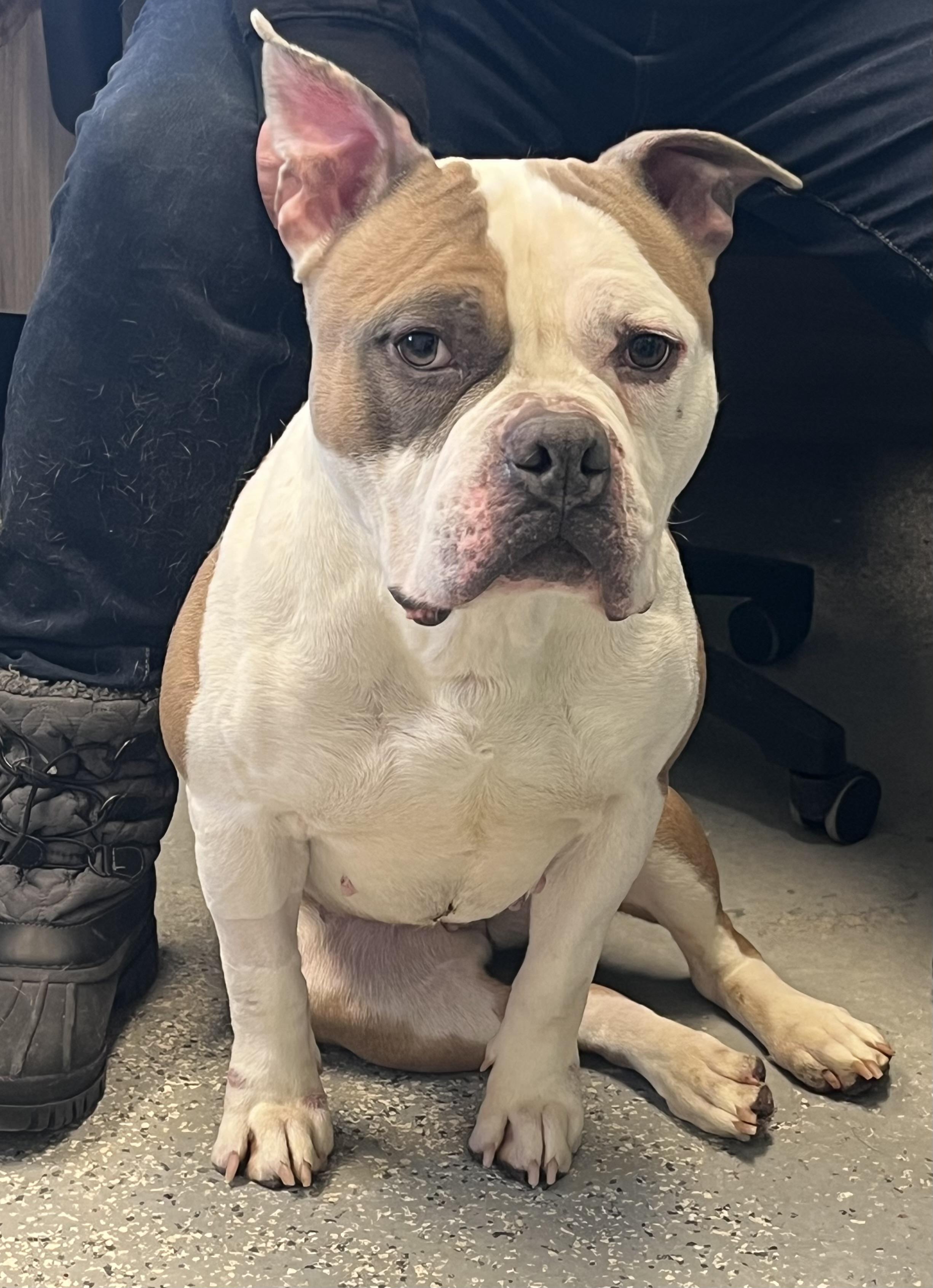 Milly, a ADOPTABLE mixed breed in North Attleboro, MA image 2/3