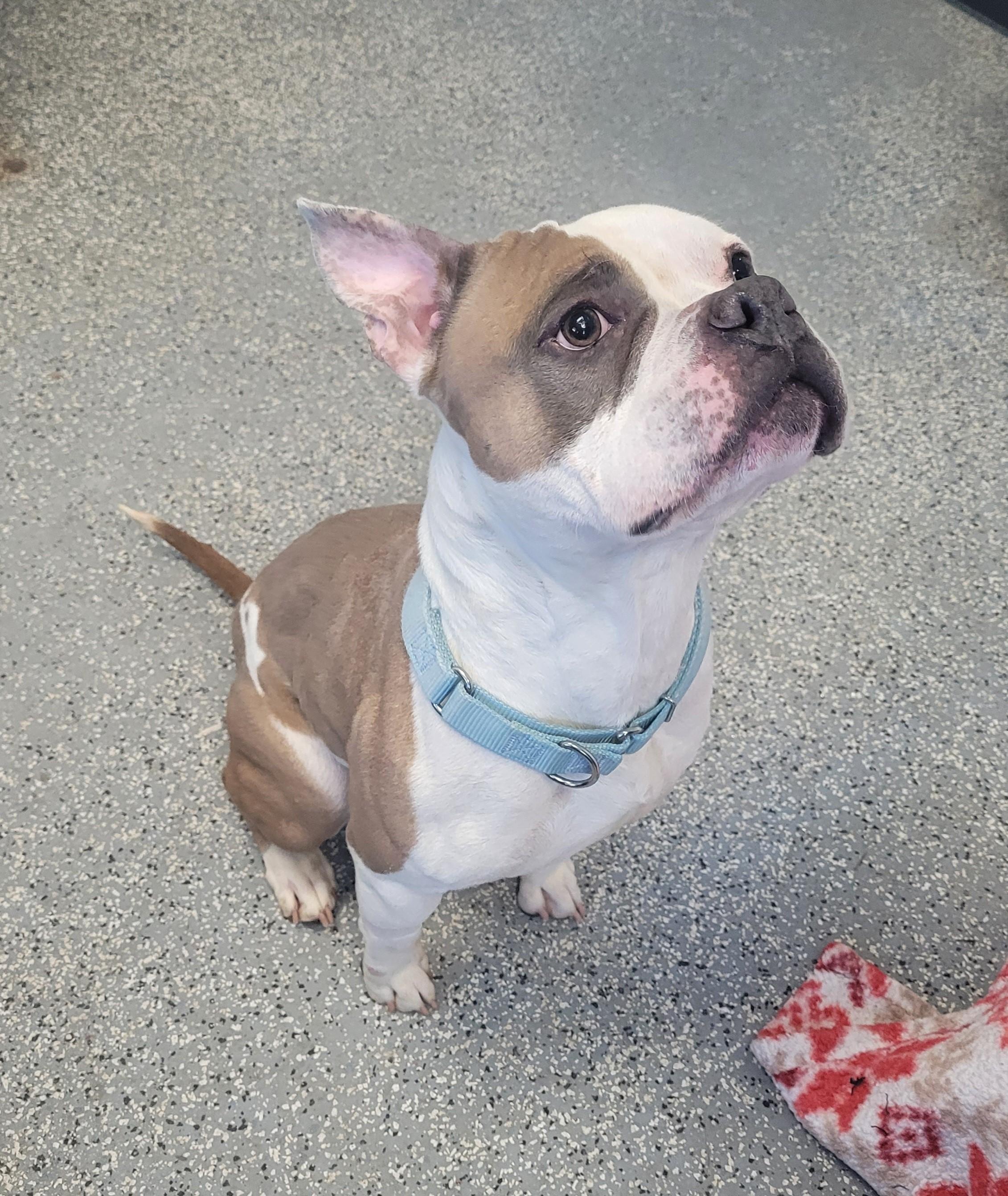 Milly, ADOPTABLE, Adult Female American Staffordshire Terrier & Boxer.