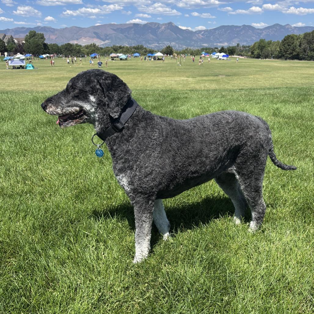 Millie, Adoptable, Senior Female Golden Retriever & Poodle.