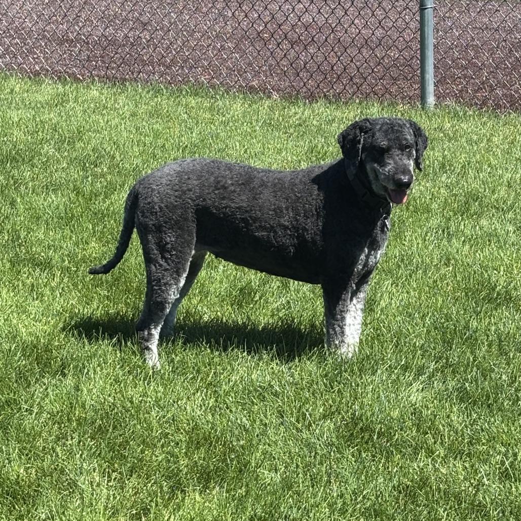 Enlarge Millie, a Adoptable mixed breed in Colorado Springs, CO image 2/6