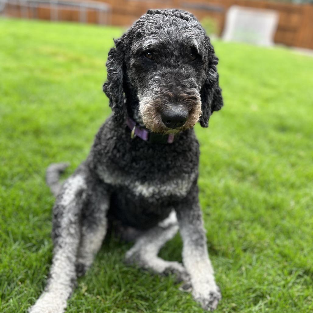 Enlarge Millie, a Adoptable mixed breed in Colorado Springs, CO image 3/6
