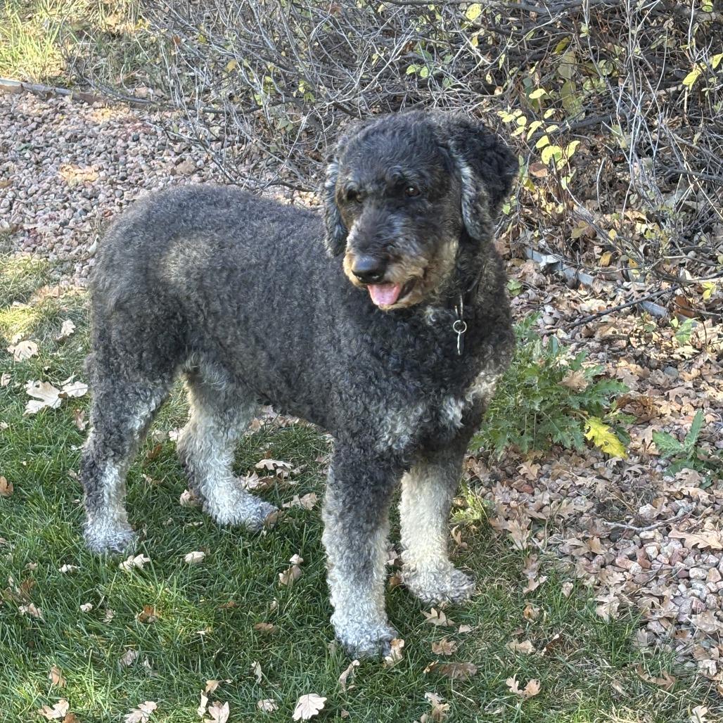 Enlarge Millie, a Adoptable mixed breed in Colorado Springs, CO image 5/6