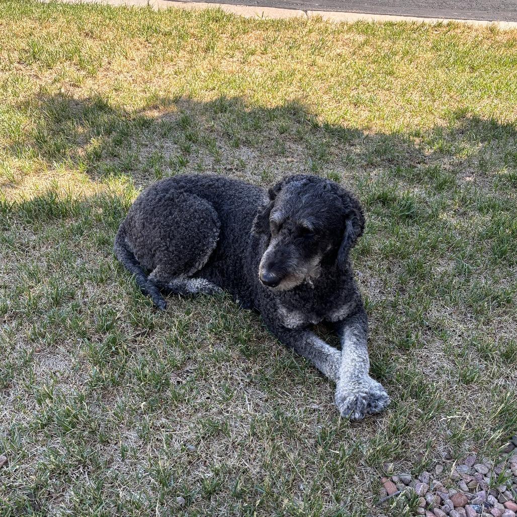Enlarge Millie, a Adoptable mixed breed in Colorado Springs, CO image 6/6