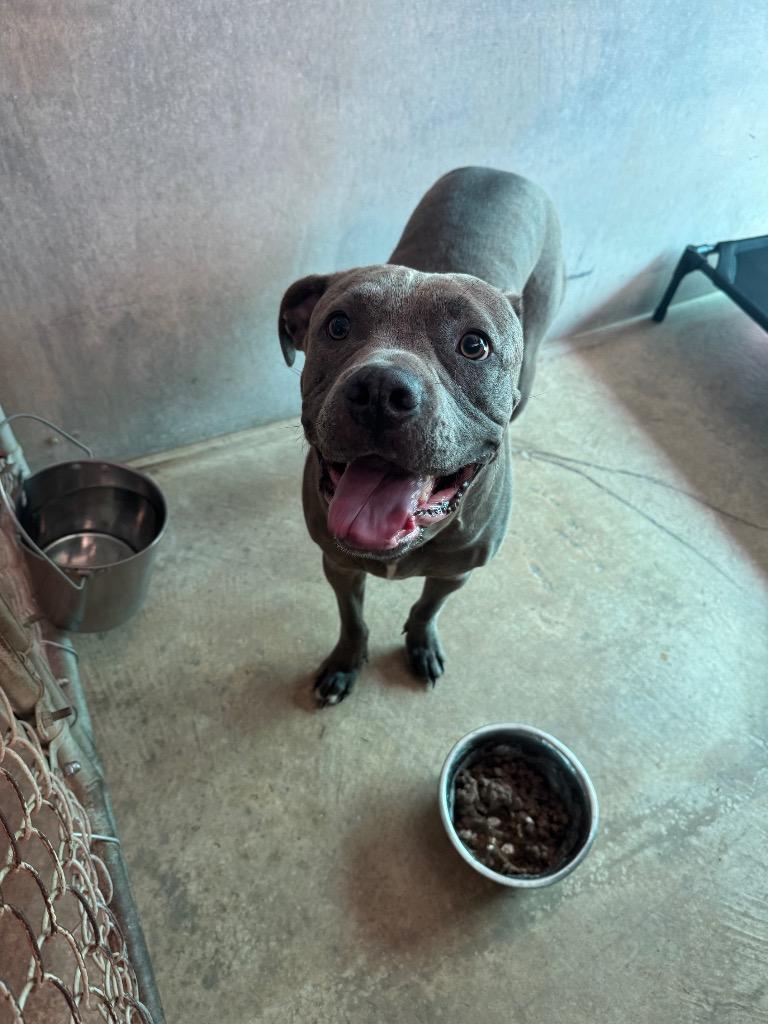 Enlarge Bruno, a Adopted mixed breed in Sorrento, LA image 1/2