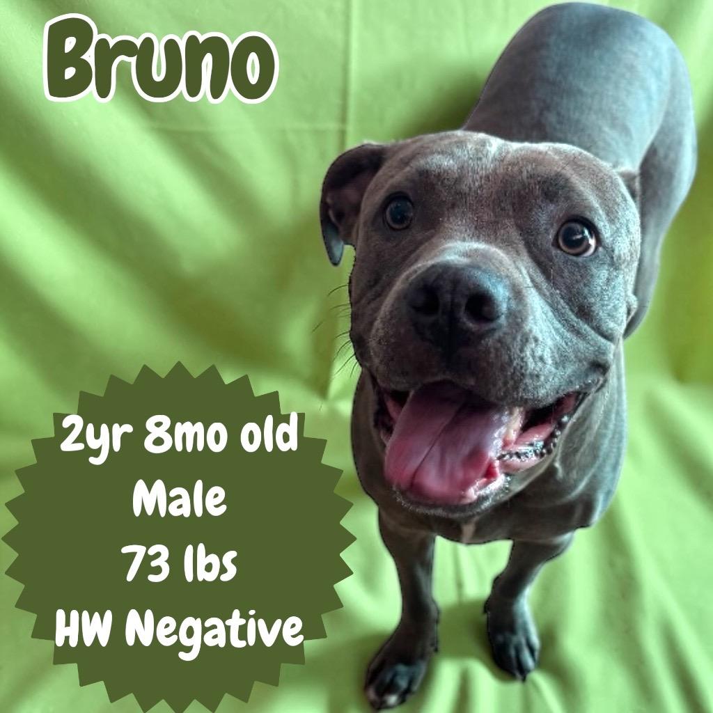Enlarge Bruno, a Adopted mixed breed in Sorrento, LA image 2/2