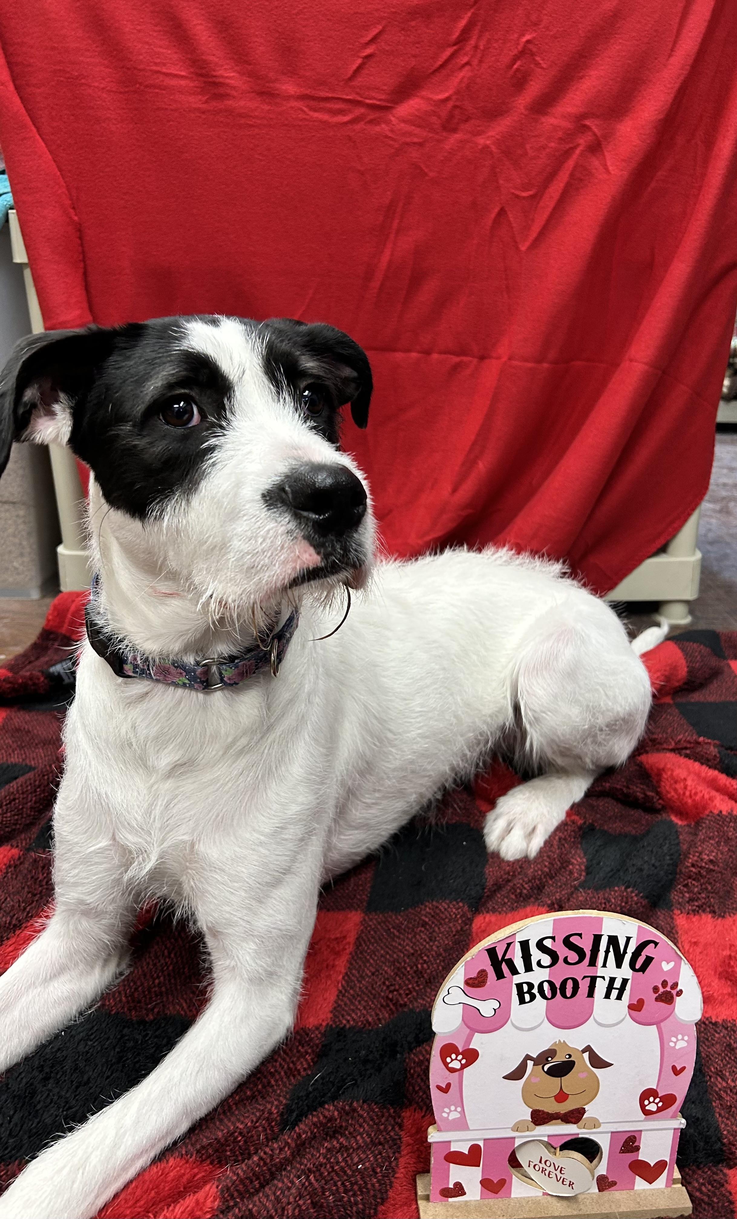 Enlarge Phoenix, an adoptable Mixed Breed in Howes Cave, NY image 3/4