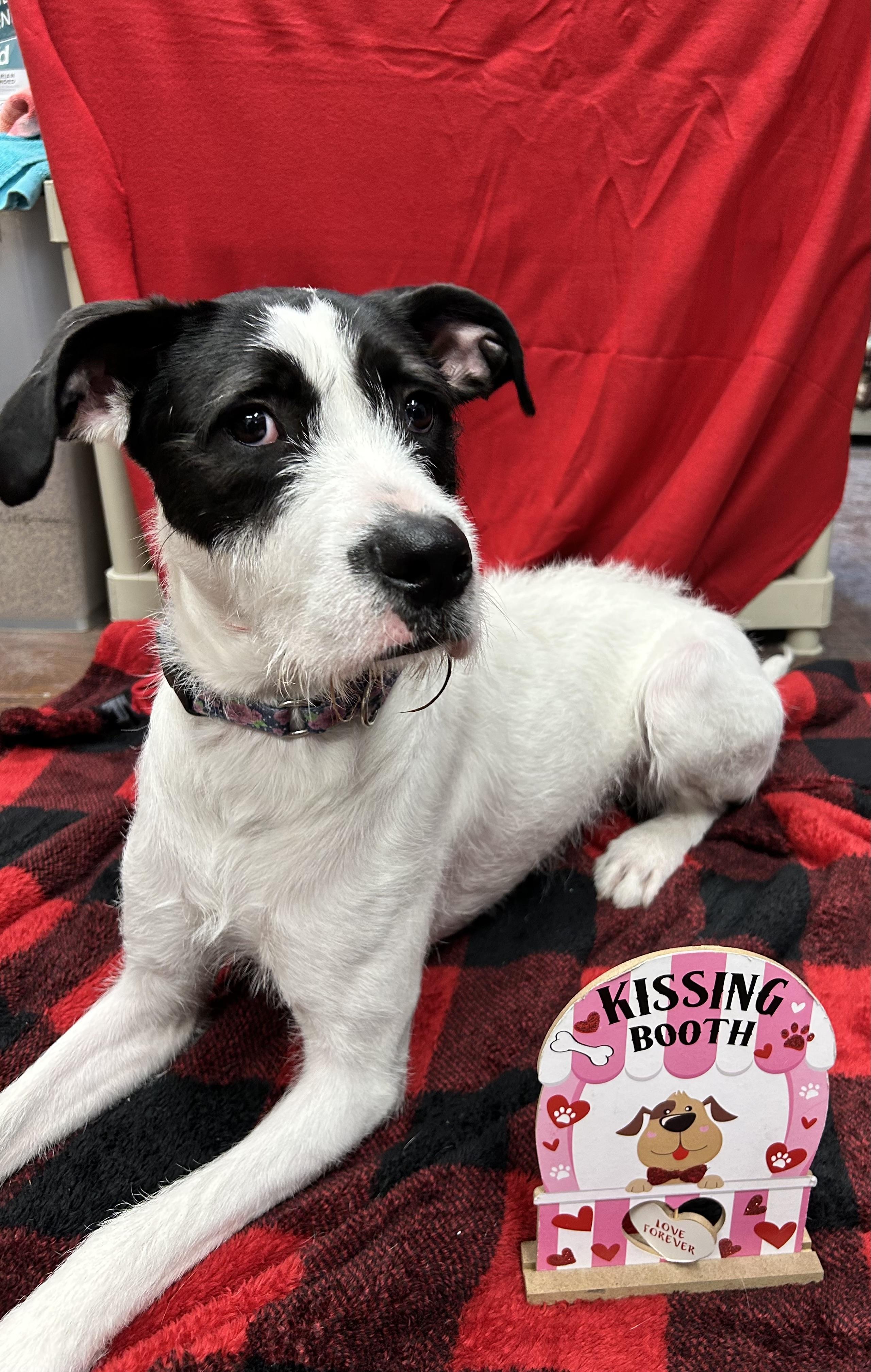 Phoenix, adoptable, Adult Female Mixed Breed.