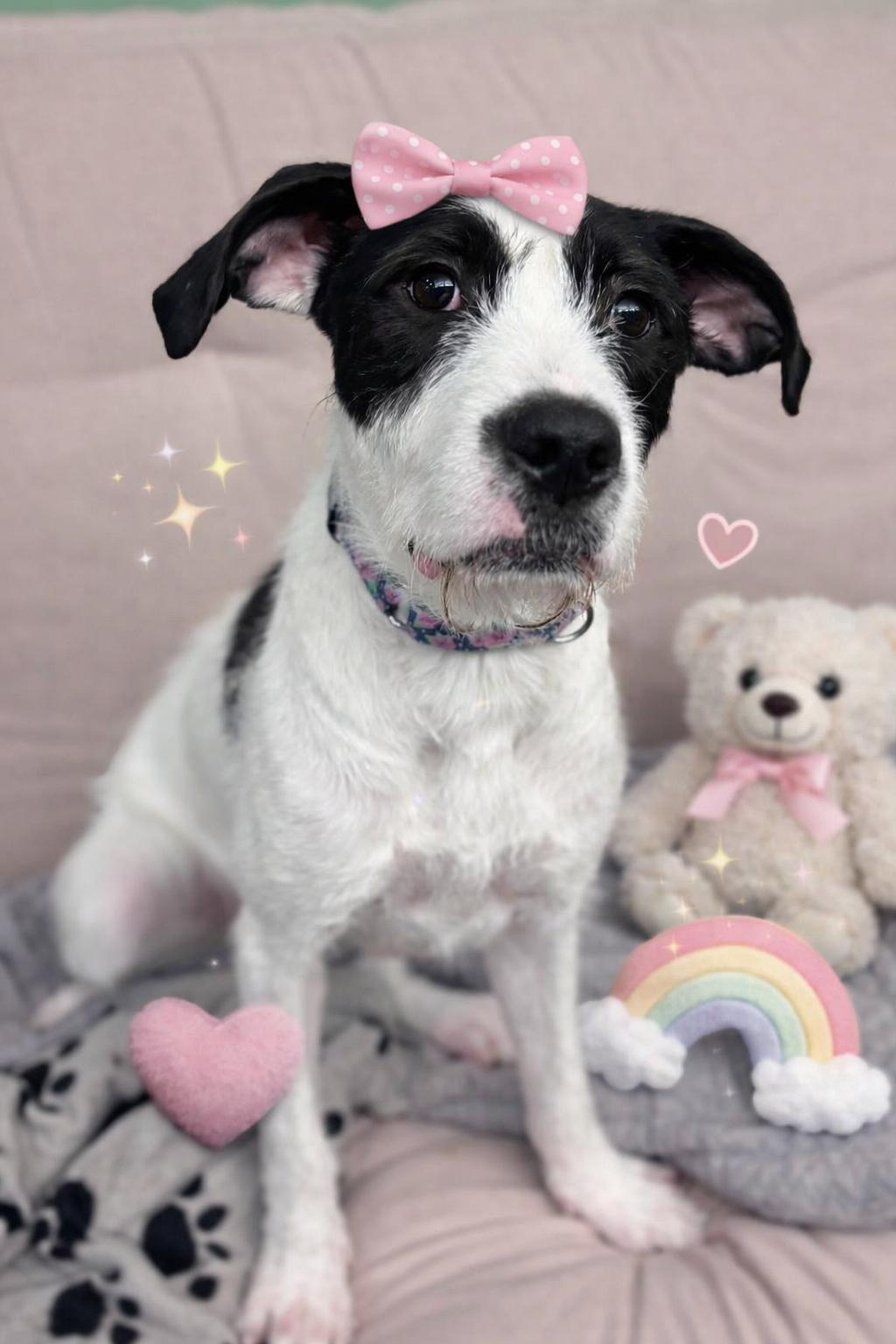 Enlarge Phoenix, an adoption pending Mixed Breed in Howes Cave, NY image 1/4