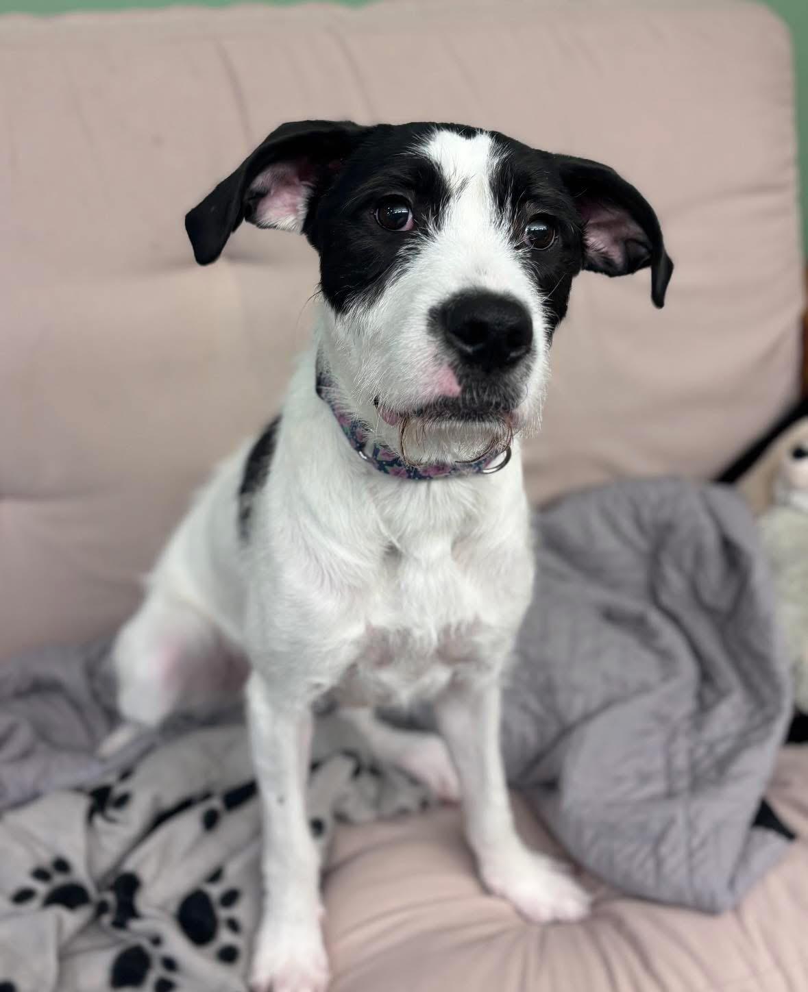 Enlarge Phoenix, an adoptable Mixed Breed in Howes Cave, NY image 2/4