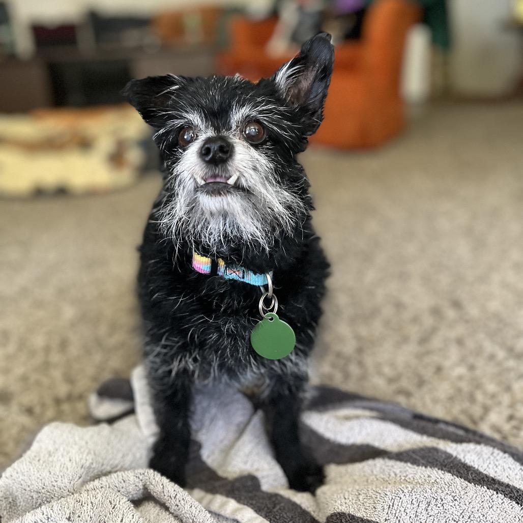 Maggie, Adoptable, Senior Female Terrier & Chihuahua.