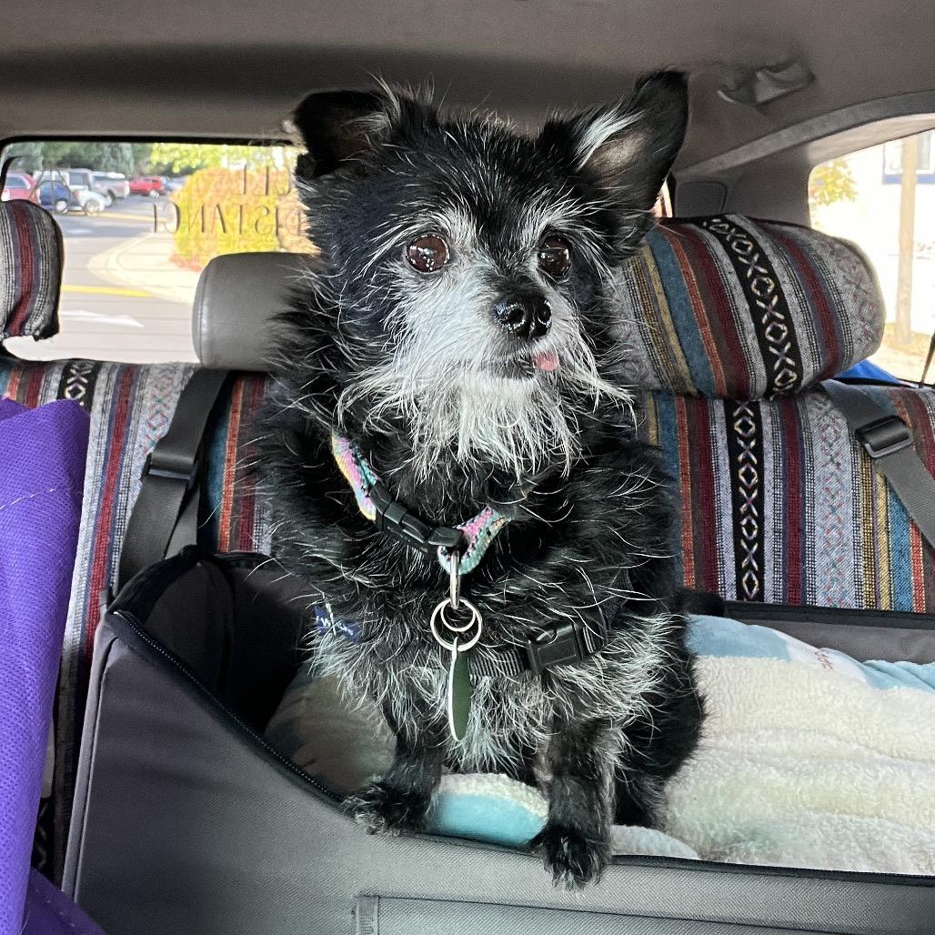 Enlarge Maggie, a Adoptable mixed breed in Ashland, OR image 2/6