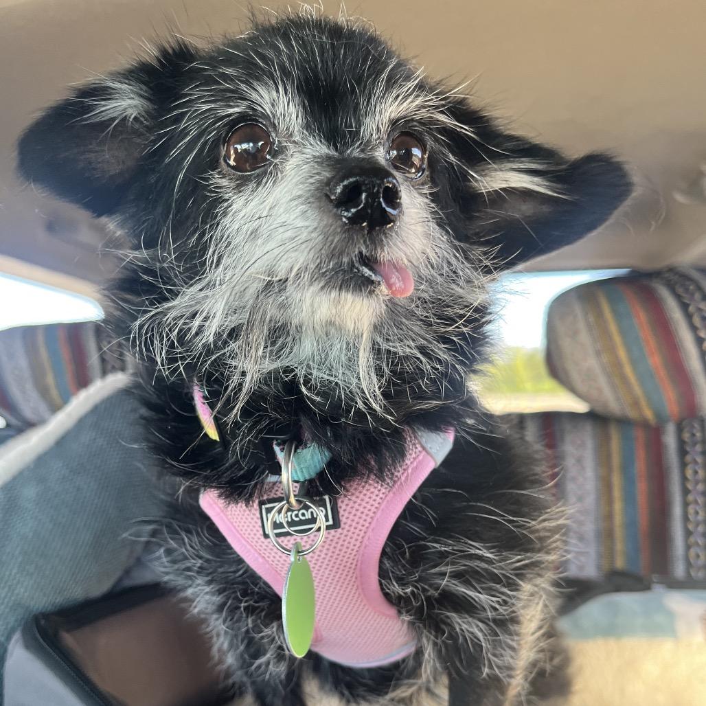 Enlarge Maggie, a Adoptable mixed breed in Ashland, OR image 5/6