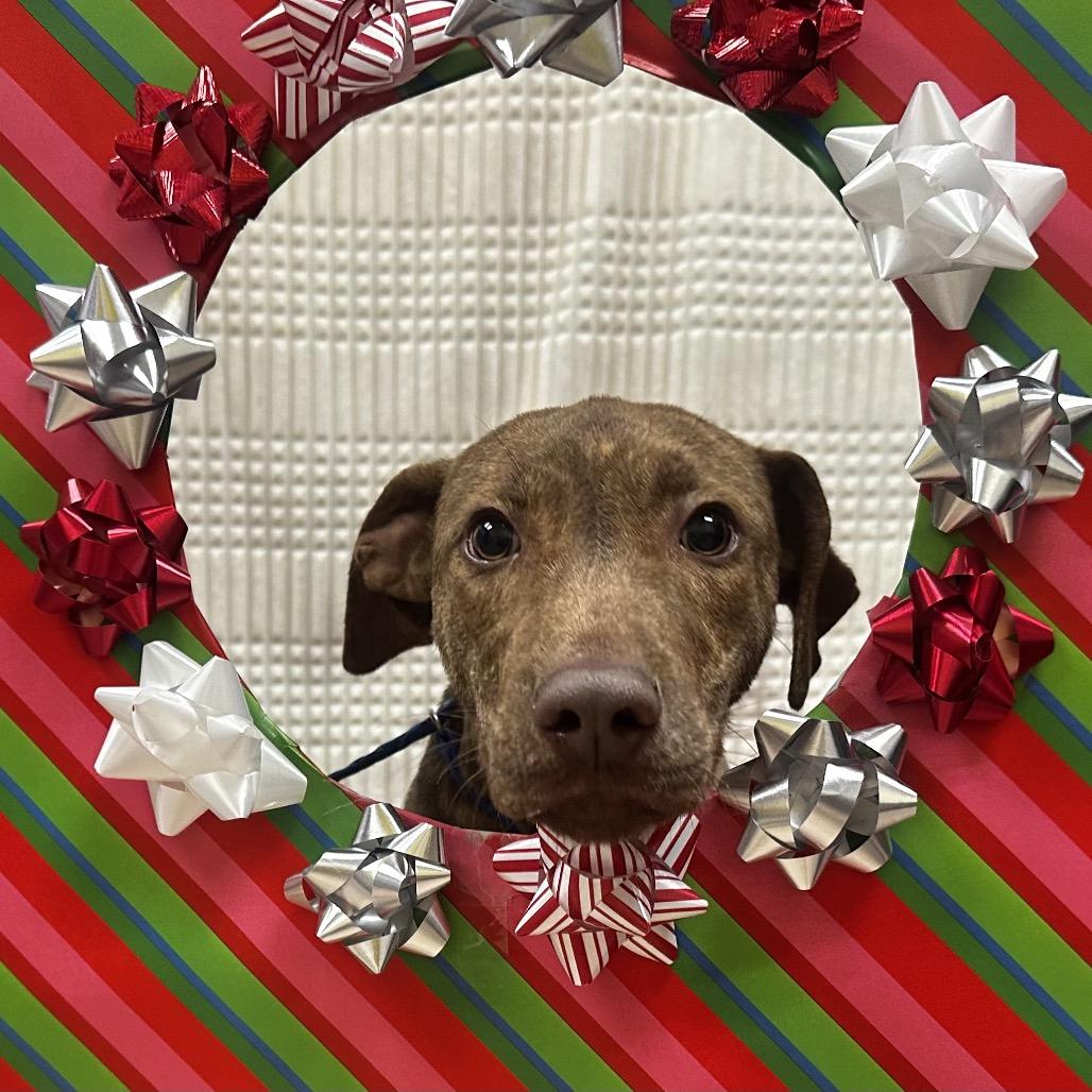 Murphy, Adoptable, Young Male Pit Bull Terrier & Hound.