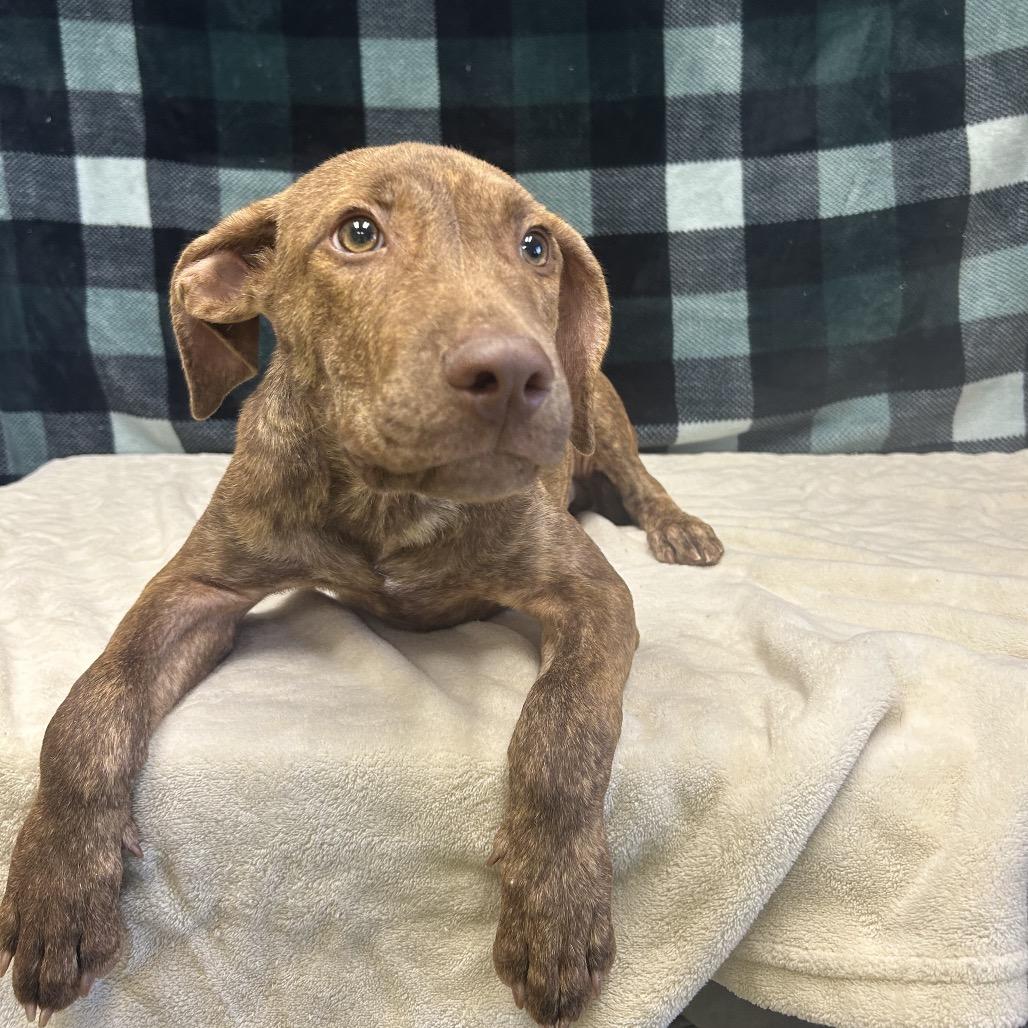 Enlarge Murphy, a Adoptable mixed breed in Bryan, TX image 3/3