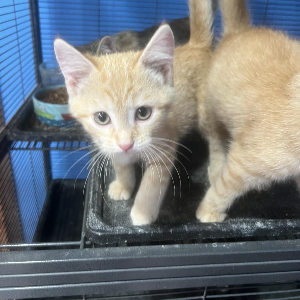 Arlo, Adoptable, Adult Male Domestic Short Hair.