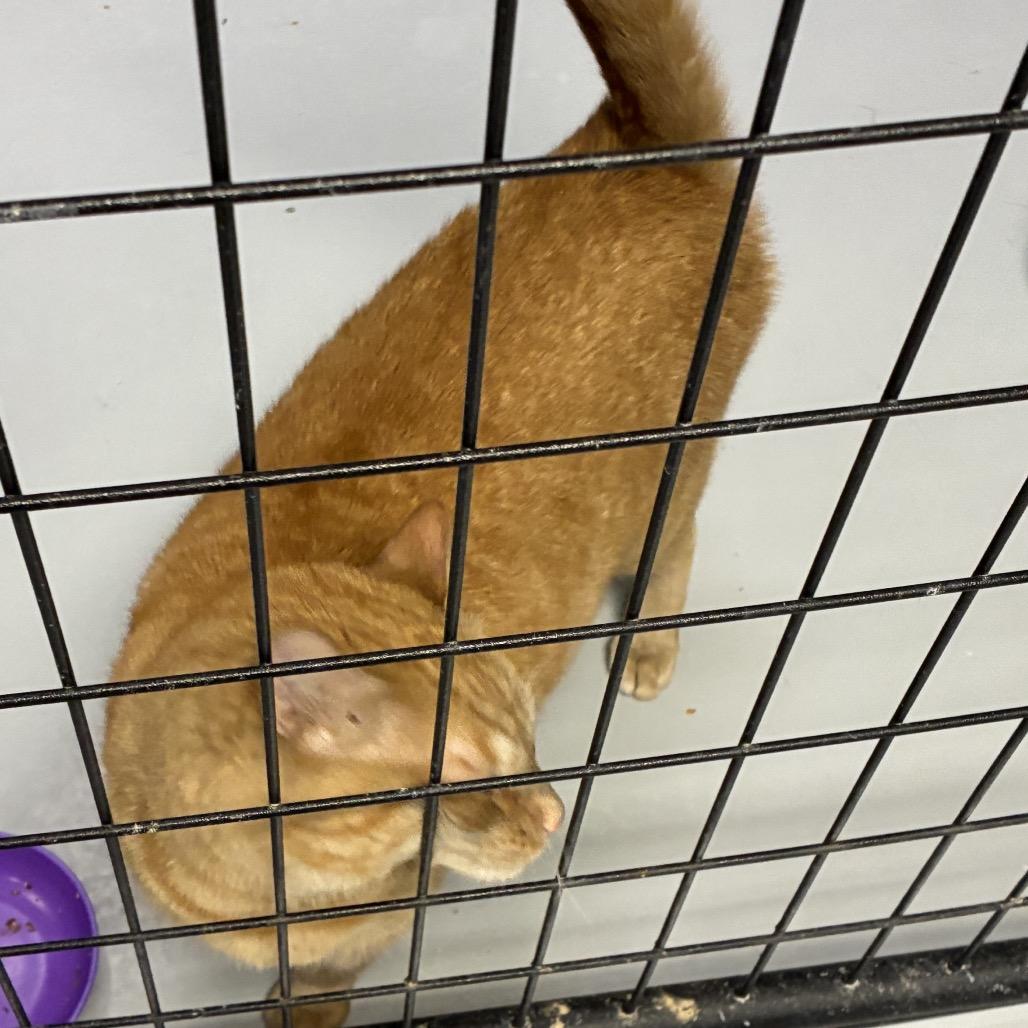 Arlo, a Adoptable Domestic Short Hair in Carroll, IA image 2/6