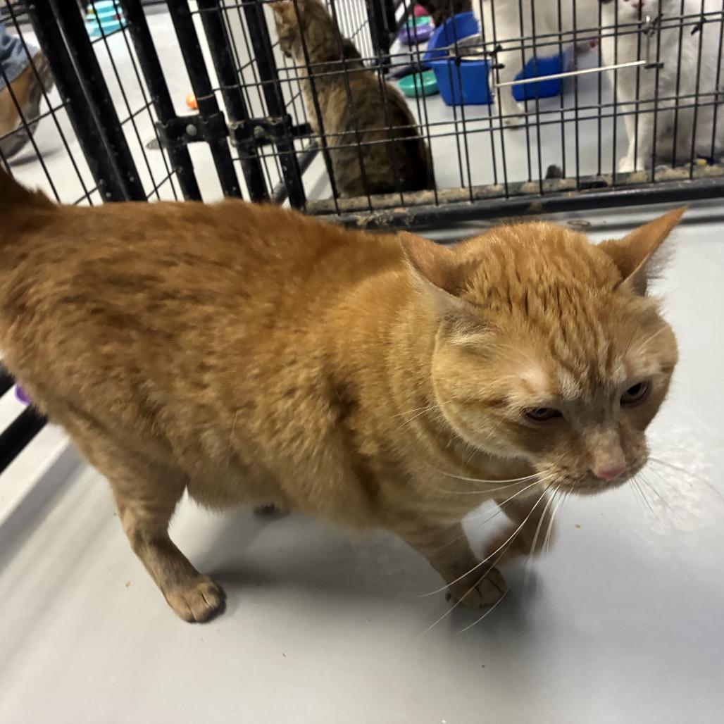 Arlo, a Adoptable Domestic Short Hair in Carroll, IA image 3/6