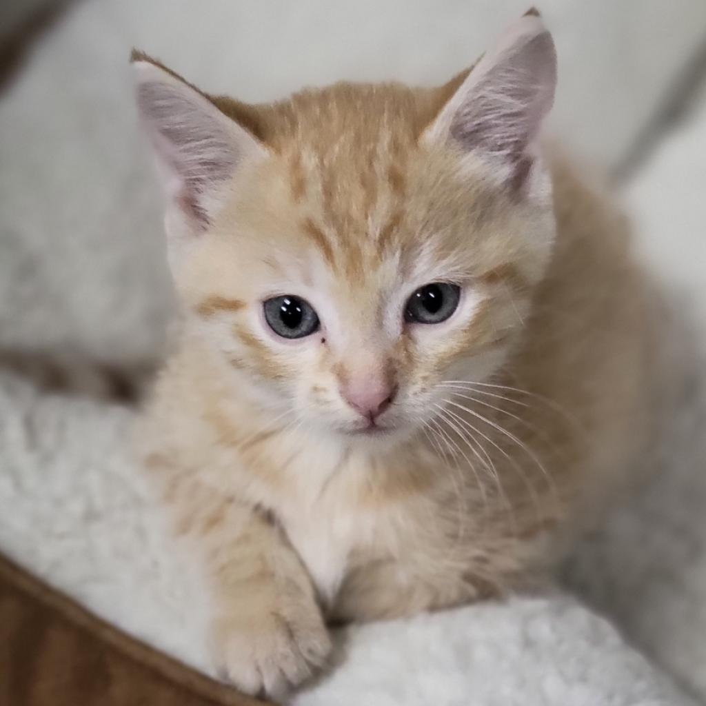 Arlo, a Adoptable Domestic Short Hair in Carroll, IA image 4/6
