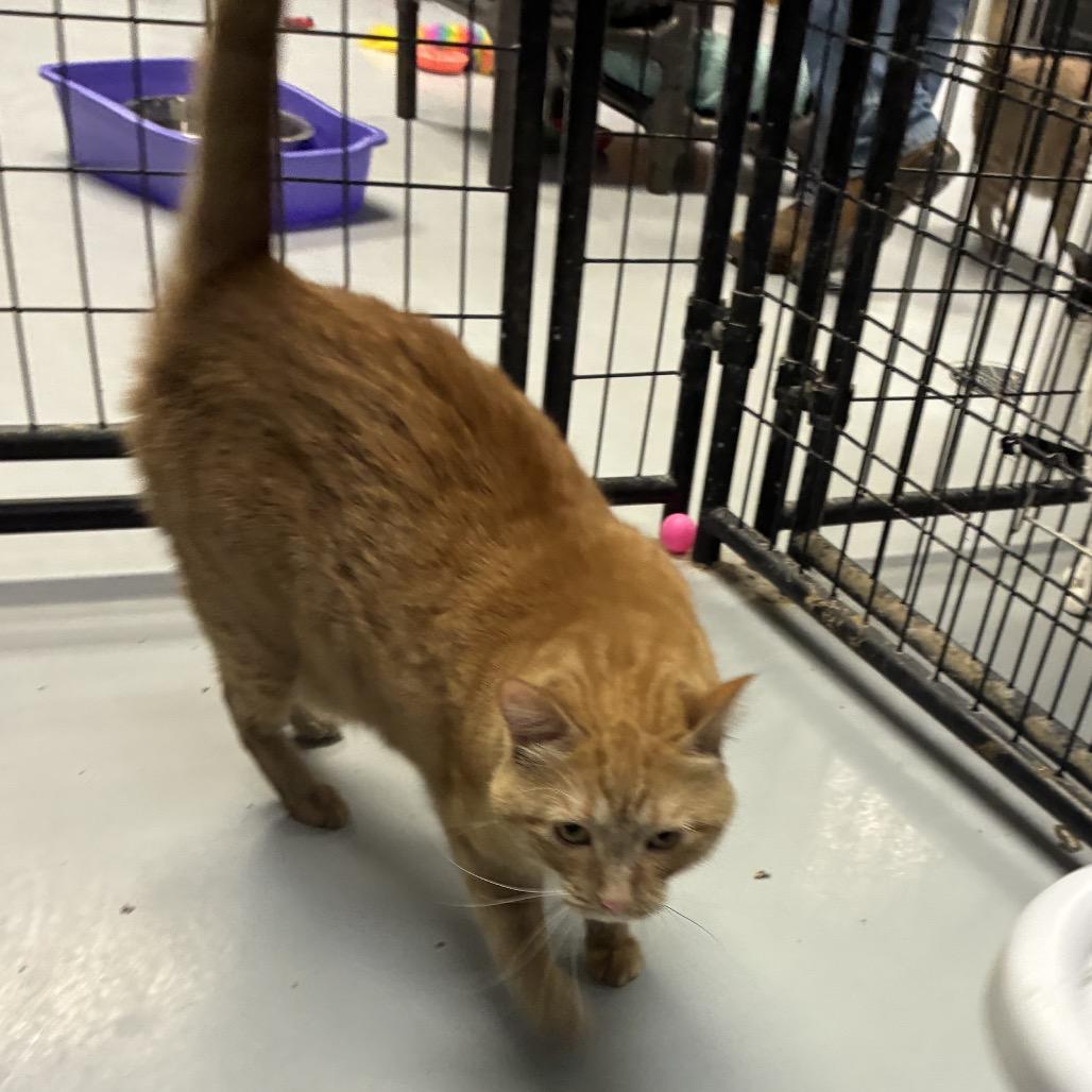 Arlo, a Adoptable Domestic Short Hair in Carroll, IA image 5/6