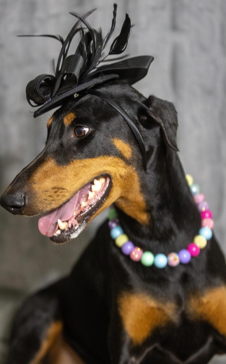 Miss Harley, adopted, Adult Female Doberman Pinscher.