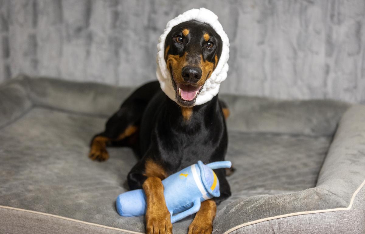 Enlarge Miss Harley, an adopted Doberman Pinscher in Davenport, IA image 3/6