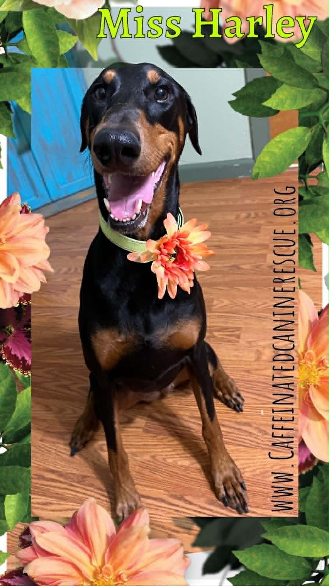 Enlarge Miss Harley, an adopted Doberman Pinscher in Davenport, IA image 2/6
