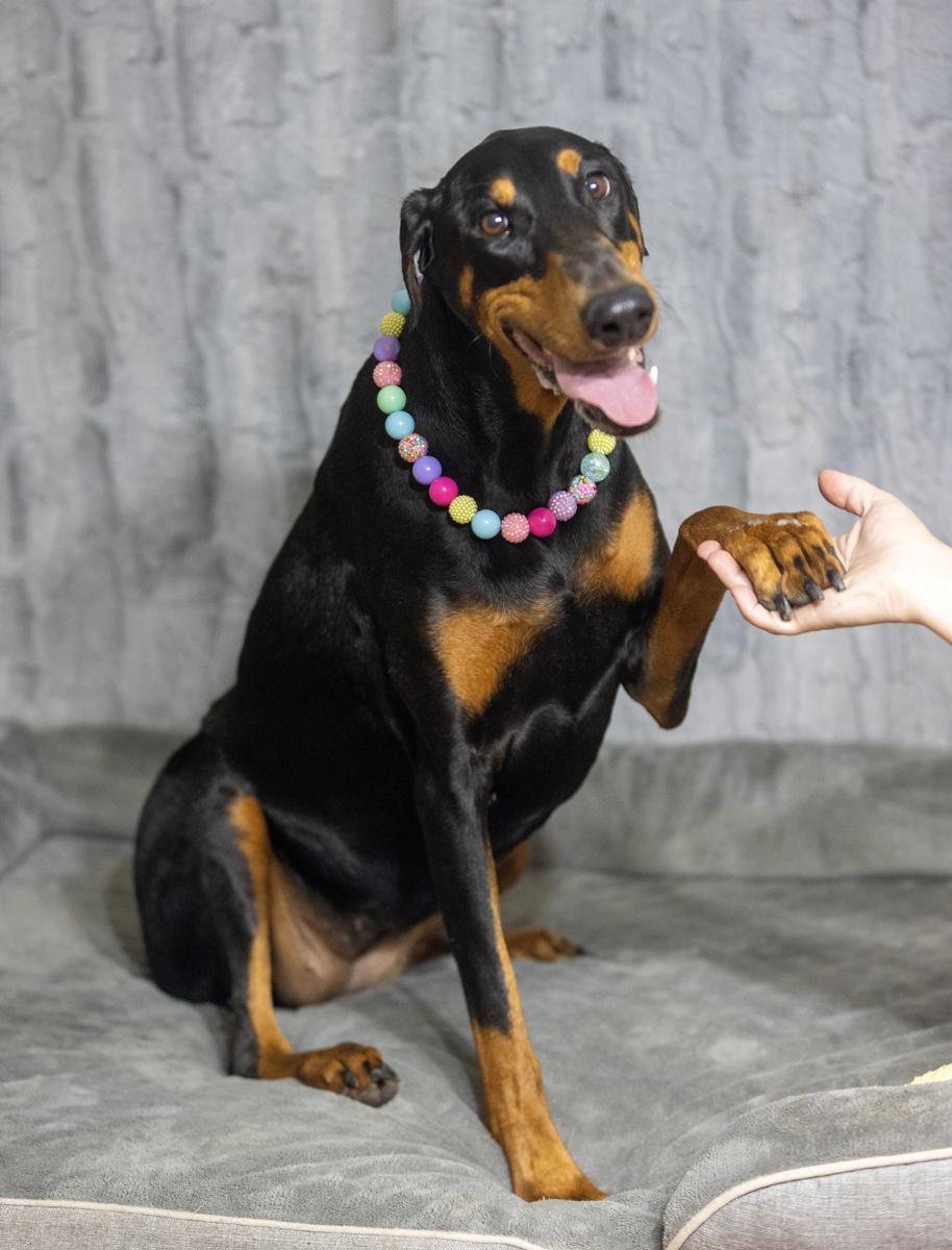Enlarge Miss Harley, an adopted Doberman Pinscher in Davenport, IA image 6/6