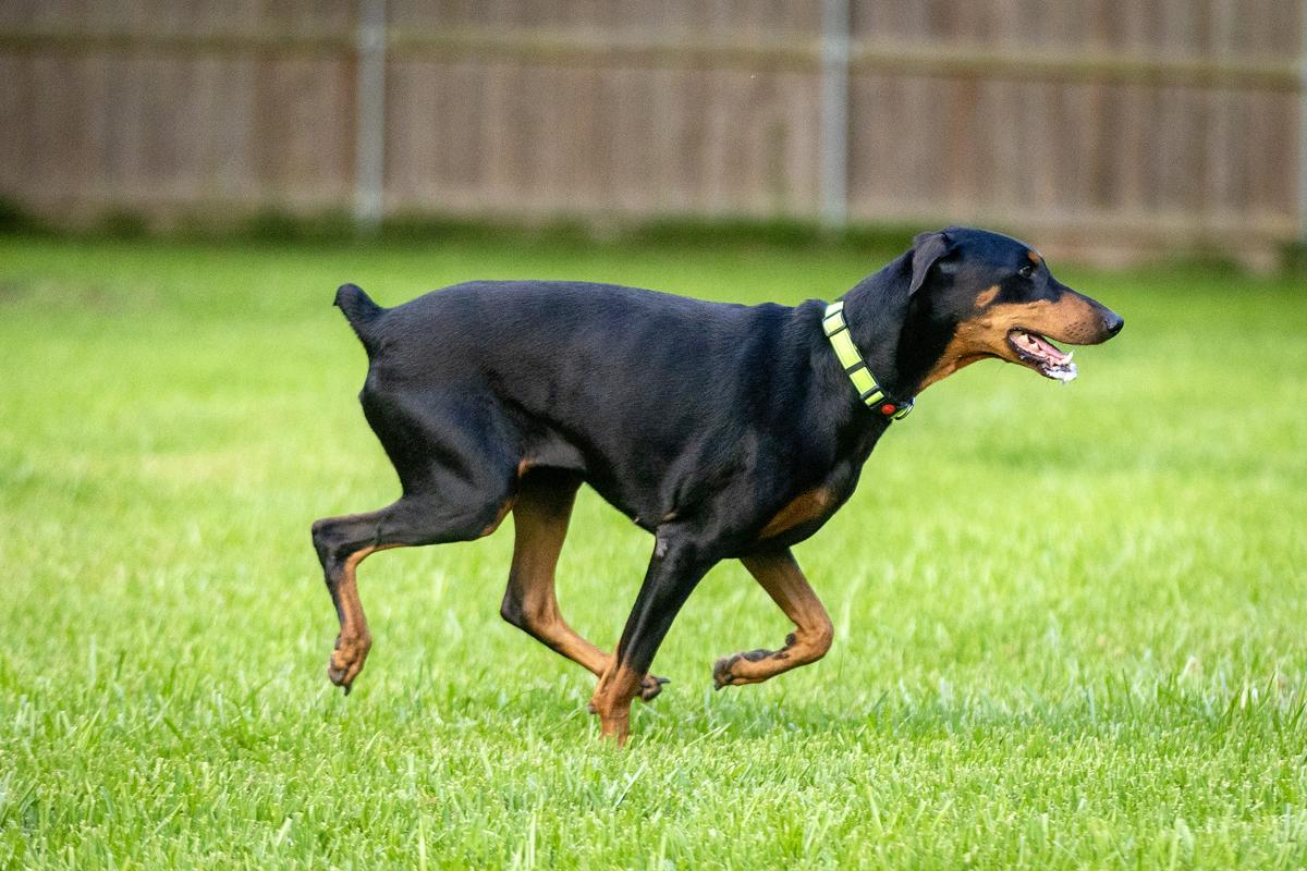 Enlarge Miss Harley, an adopted Doberman Pinscher in Davenport, IA image 4/6
