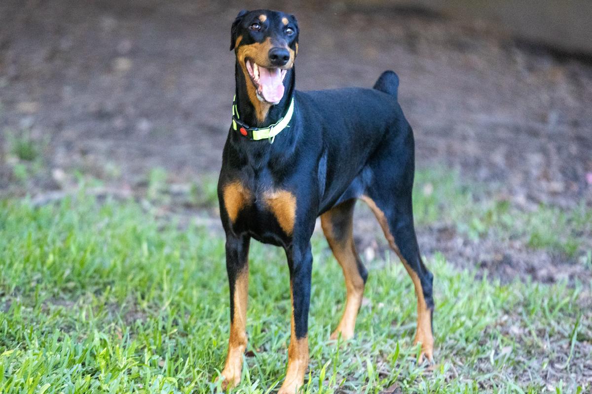 Enlarge Miss Harley, an adopted Doberman Pinscher in Davenport, IA image 5/6