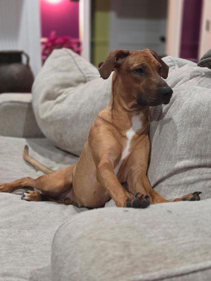 Enlarge Jasmine (159404) (In a Foster Home), a ADOPTABLE Rhodesian Ridgeback in Baton Rouge, LA image 2/6