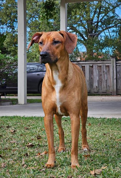 Enlarge Jasmine (159404) (In a Foster Home), a ADOPTABLE Rhodesian Ridgeback in Baton Rouge, LA image 1/6
