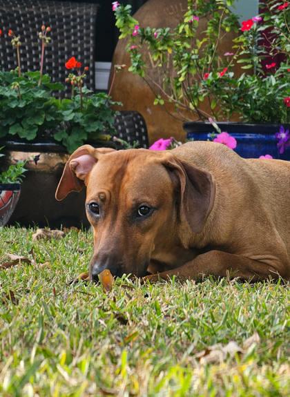 Enlarge Jasmine (159404) (In a Foster Home), a ADOPTABLE Rhodesian Ridgeback in Baton Rouge, LA image 4/6