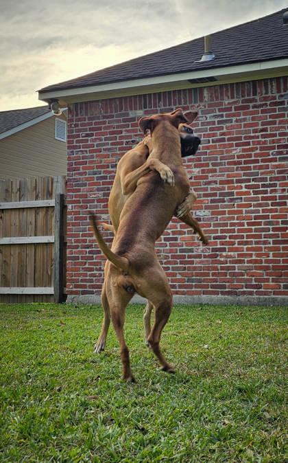 Enlarge Jasmine (159404) (In a Foster Home), a ADOPTABLE Rhodesian Ridgeback in Baton Rouge, LA image 5/6