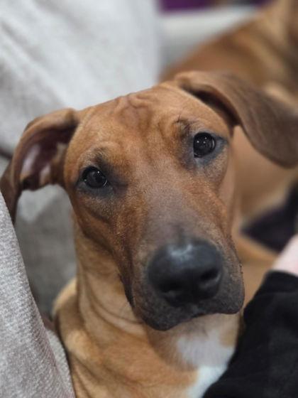Enlarge Jasmine (159404) (In a Foster Home), a ADOPTABLE Rhodesian Ridgeback in Baton Rouge, LA image 3/6