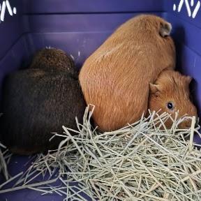 Enlarge Winston, a Adoptable Guinea Pig in Fairport, NY image 1/1
