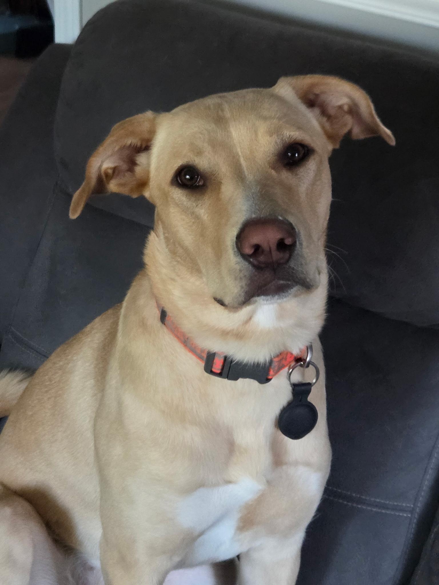 Ruby, a ADOPTABLE mixed breed in Richmond Hill, ON image 2/3