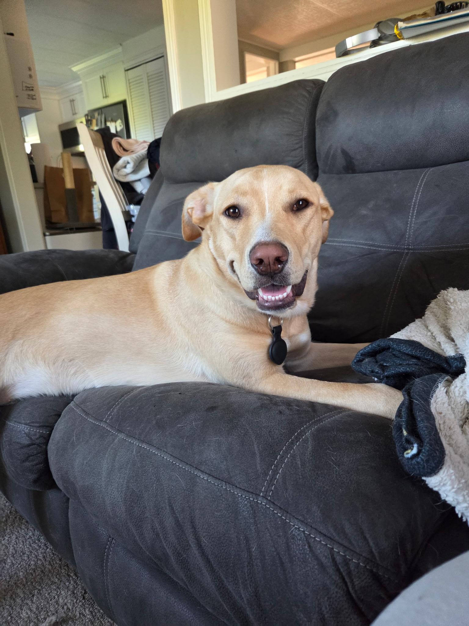 Ruby, a ADOPTABLE mixed breed in Richmond Hill, ON image 3/3